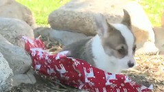 Corgi Puppies Unwrap Your Presents