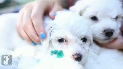 Cuddle With These Precious Bichon Frise Puppies