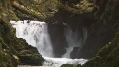 奥林匹克雨林