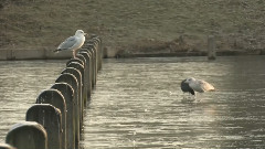 Birdlife In Hyde Park