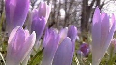 Spring Is Coming Soon