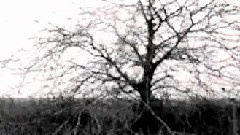 Blien Vesne - SNE