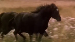 Horses Breathless On OurWorldofHorses