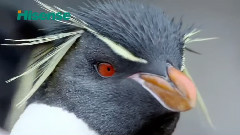 鸟类