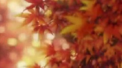 <花牌情缘>