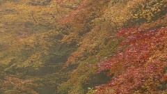 沉静我心