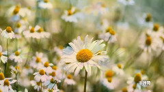 世界上最美的花欣赏(I)