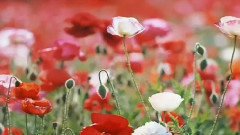 世界最美的花合辑