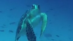 Deep Dive