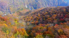 唯美音画 秋日私语