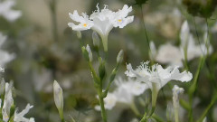 令人陶醉的迷人的