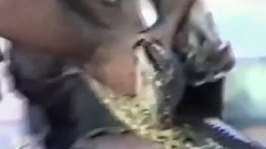 Giant Serpent Attacks Human Real Events