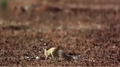 Cobra attack by a animals