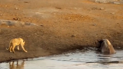 The Black Rhino And The Lions Fight