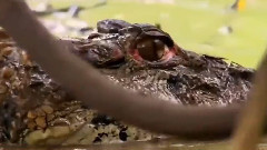Jaguar Attacks Caiman In Brazil's Pantanal