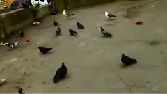 符拉迪沃斯托克