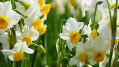 中国十大名花之十 凌波仙子水仙