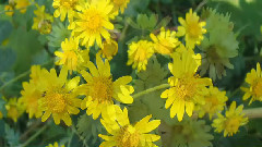 中国十大名花 凌霜绽妍菊花