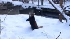 Экзотические животные, которых хочется тискать вечно