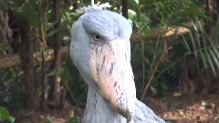 Странный...Птах ( Shoebill ) !!!