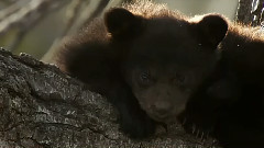 Natural Pearl Temple