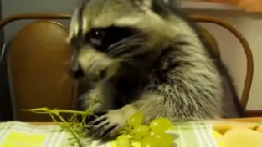 Митя и ...Виноград !!!