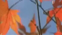 难忘今宵(葫芦丝)