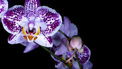 Tales from the Heart of Chuang Tzu