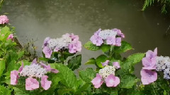 泪的小雨(口琴版)-Robert Bonfiglio