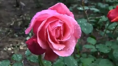 Robert Bonfiglio(口琴版)