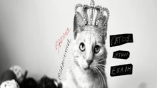 Gatos Stin Ekali