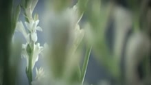 Misha Omar - Pulangkan (Music Video)