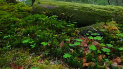 日本长野县北八岳幽灵森林