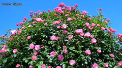 日本东京神代植物公园