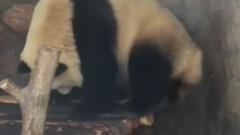 The giant panda breeding research base