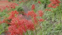 日本茨城县行方市西莲寺之彼岸花