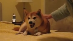 Funny Shiba Inu Video Animals