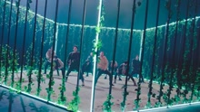 Gorilla Teaser