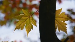 日本长野县白驹池的苔藓红叶美景