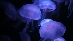 为了忘却的纪念