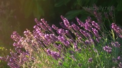 沁人心扉清新自然的旋律