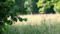 感受自然的宁静美妙动听的音乐