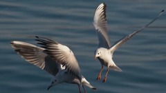 有香味的好文章