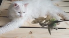 Her cat slasher well - trapped in the afternoon