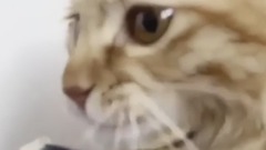 ТОП 10 ВЫМИРАЮЩИХ КОШЕКVIDEOARA.NET