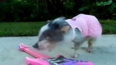 Свинка и гитара