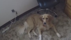Dog will do anything for favourite treat