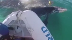 Trapped whale calf freed from shark nets