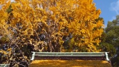 Xiangshan The Red Leaves In Where