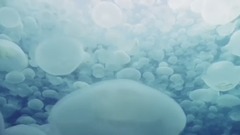 Tender Touch(温柔触摸)